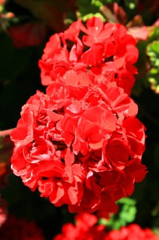Close up of the red geranium flowers.

