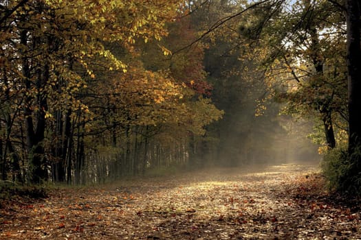 a picture of sunlight falling on a fall trail