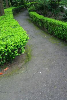 Close up of a road in a garden.
