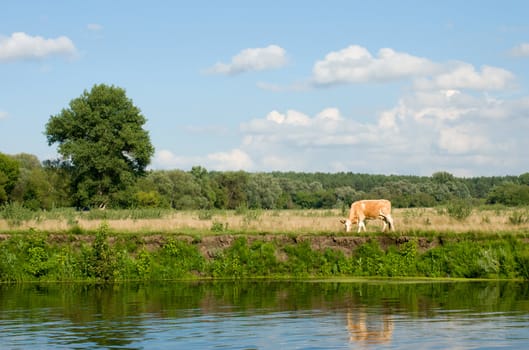 A cow grazing on the river