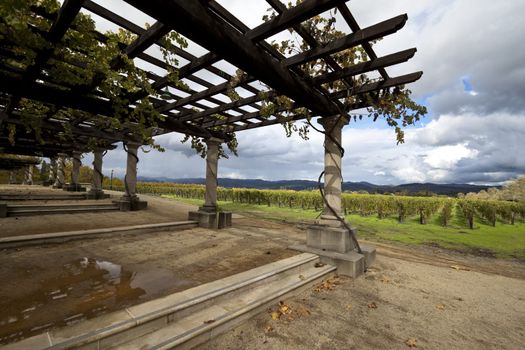 Grape vines around a pergola and in the background