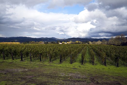 A row of grape vines with dark clouds in the background