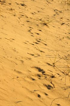 Yellow desert sand in the bright beams of the setting sun