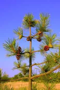 A small pine tree with old and young cones simultaneously. Lighted beams the setting sun