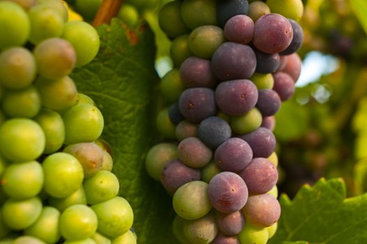 Closeup of mixed red and green grape bunches still hanging on the vine at a vineyard.