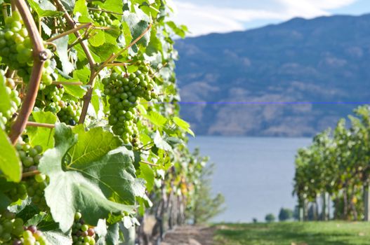 Ripe grapes at a vinyard with a lake in the background