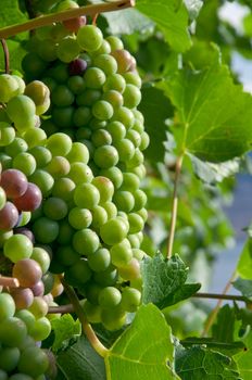 Closeup of ripe green, red & purple grape bunches still hanging on the vines at a winery