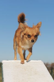 portrait of a cute purebred chihuahua in a training of agility