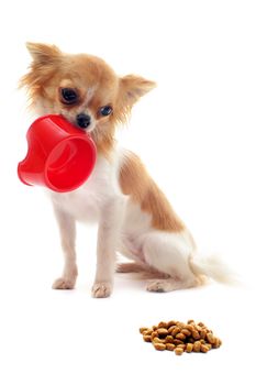 portrait of a cute purebred  puppy chihuahua and his food bowl