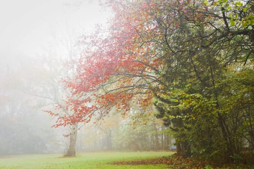 Fog in November - Colorful trees in the mist in fall