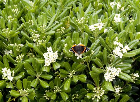 Butterfly on a flowering tree with white flowers