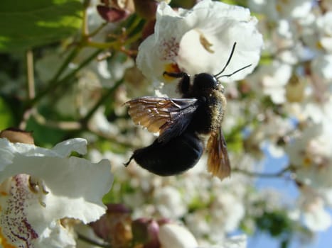 Big bumblebee on white flower summer day