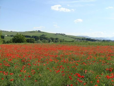 Green field grass with millions of poppies flowers