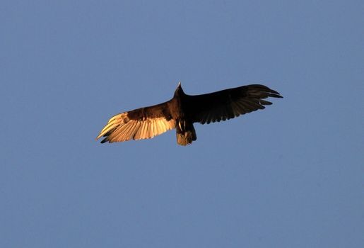 Falcon flying high above at sunset on cloud less background