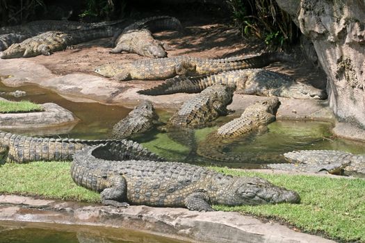 A lot of alligators laying around in water and on grass.