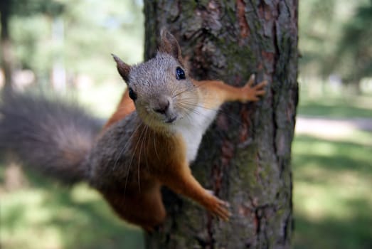 The small amusing fluffy animal lives in coniferous forests