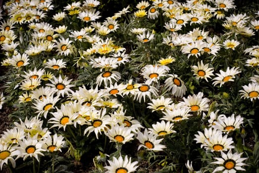 White, yellow and black gazania flower-bed in summer