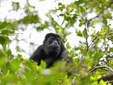 A Howler monkey sitting in the trees, Costa Rica