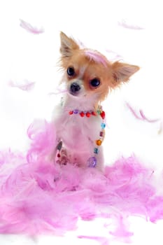 portrait of a cute purebred  puppy chihuahua with pink feather  in front of white background