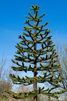 Fresh pine tree with clear blue sky background vertical image