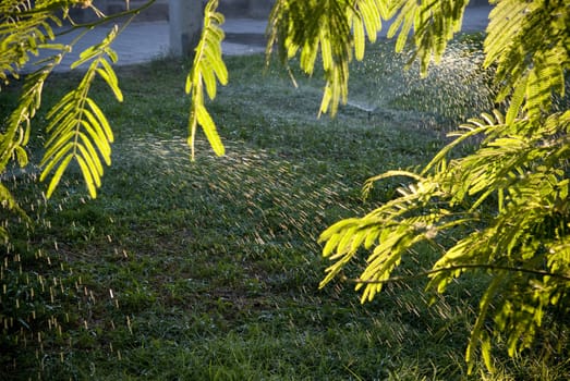 Water drops and leaves in the sunlight