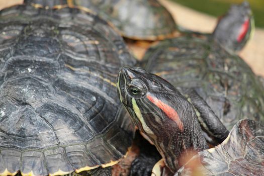 tortoise sitting on stone 