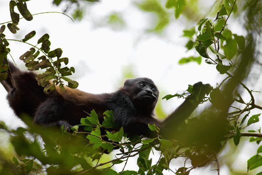 A Howler monkey sitting in the trees, eating leaves,  Costa Rica
