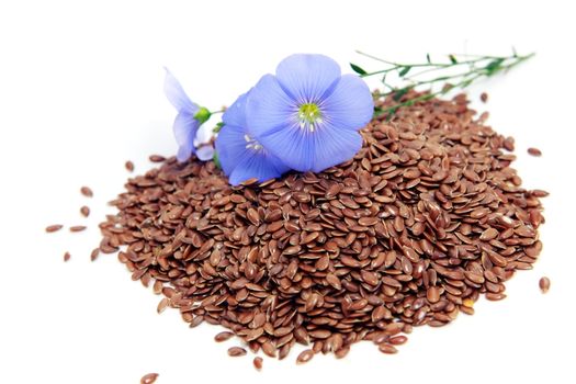  Linum usitatissimum  beautiful flowers and seeds on white