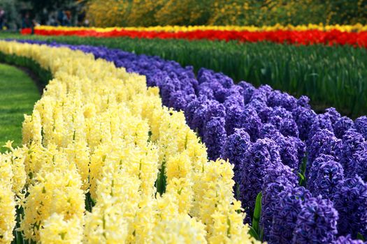 field in two rows with beautiful spring flowers 