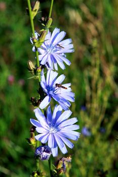 Cichorium intybus - blue flower of chicory close up