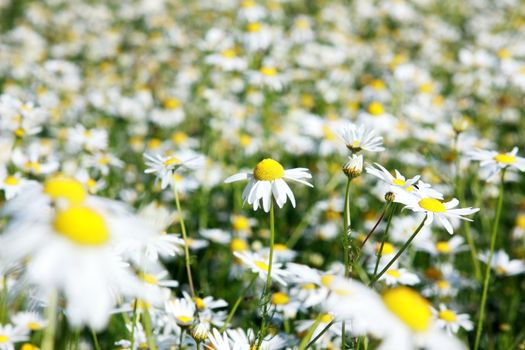 backgroung of filed with many chamomiles flowers