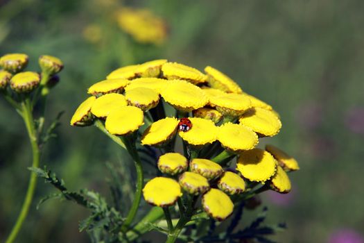 Tanacetum vulgare flowers and small ladybug