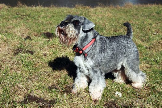 miniature schnauzer during the training in the park