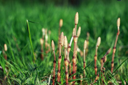 young Equisetum - horsetail outdoor in the spring