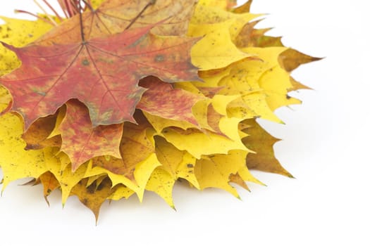 stacked maple leaves isolated on white background 