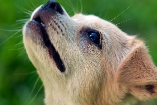 Labrador Retriever puppy  on the Green grass