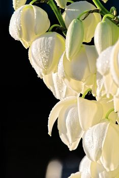 The Sisal agave blooming beautiful white flowers