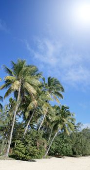 Palms on an exotic island in Fiji