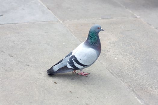 An urban pigeon on the pavement