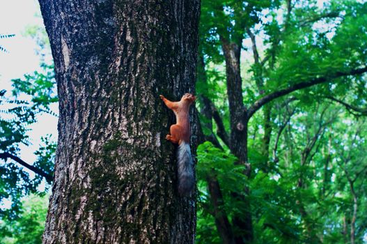 Red nice squirrel sitting on the tree