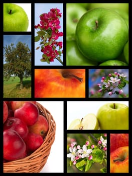 Apples. Collage  of photos flowering branches of apple, close-up apples, tree, etc.