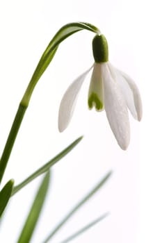 Snowdrop flower (Galanthus nivalis) on white background. Macro. 