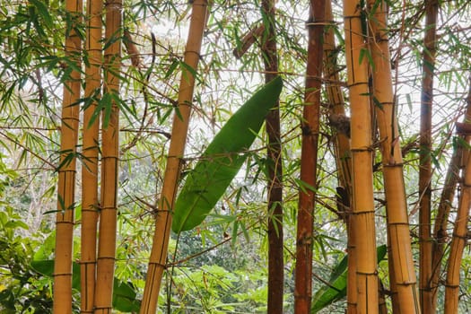 big yellow bamboo poles and trees