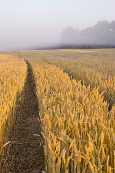 Tractor wheel marks on the field of riped wheat.