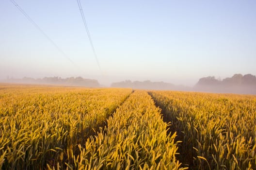 Tractor wheel marks on the field of riped wheat and electric wires.