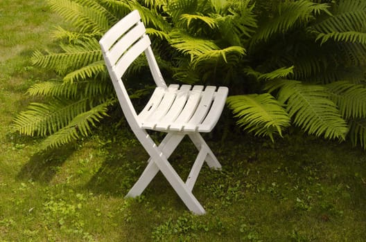 Resting place. White chair standing near fern bushes.