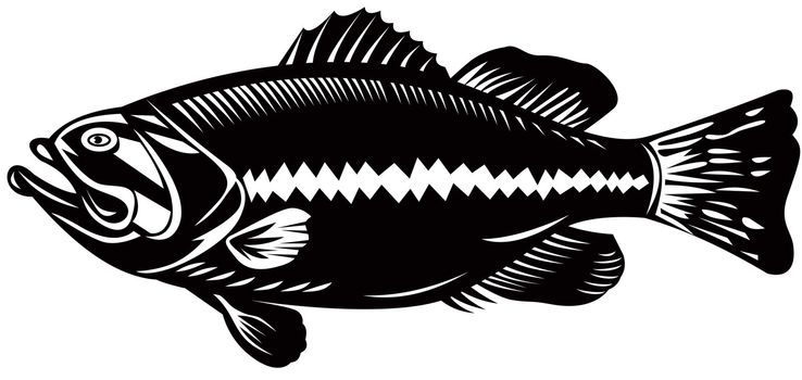 illustration of a black sea bass side view woodcut style