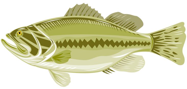 illustration of a black sea bass side view woodcut style