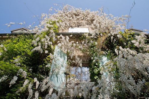 dormer covered with wisteria, the charm of a romantic house







old door at the wisteria