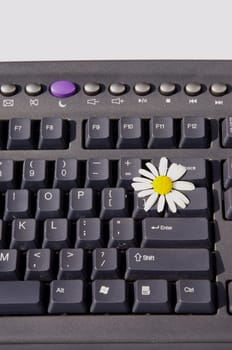 Head of marguerite on the black keyboard. Nice decoration.